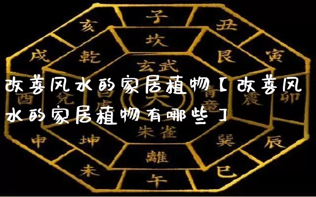 改善风水的家居植物【改善风水的家居植物有哪些】_https://www.nbtfsb.com_八字算命_第1张