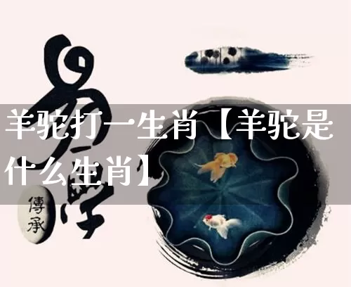 羊驼打一生肖【羊驼是什么生肖】_https://www.nbtfsb.com_五行风水_第1张