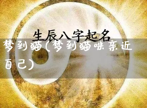 梦到猫(梦到猫咪亲近自己)_https://www.nbtfsb.com_国学动态_第1张