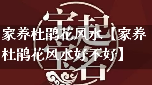 家养杜鹃花风水【家养杜鹃花风水好不好】_https://www.nbtfsb.com_周公解梦_第1张