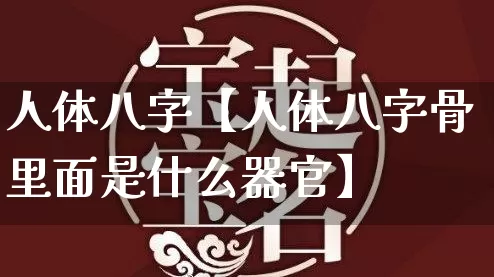 人体八字【人体八字骨里面是什么器官】_https://www.nbtfsb.com_易经起名_第1张
